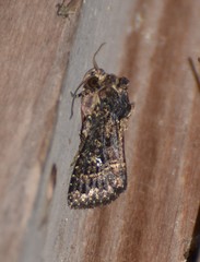 Condica albigera