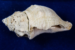 Stramonita canaliculata