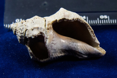 Stramonita canaliculata