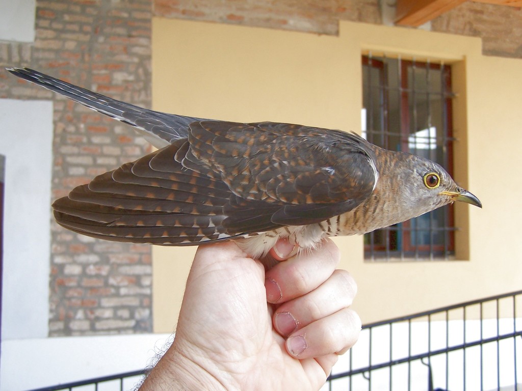 Common Cuckoo from Acquanegra sul Chiese on May 12, 2007 by Francesco ...