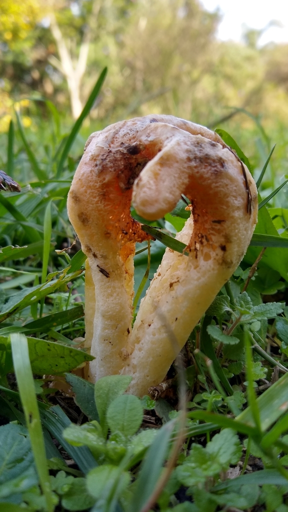 Clathrus columnatus · May 2023 · photo: © lechuzoologo (iNaturalist, cc-by)