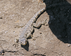 Pseudocordylus subviridis