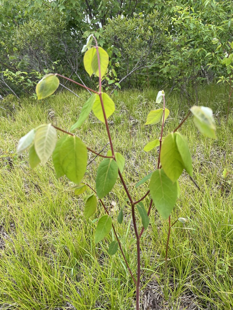 spreading dogbane from Wire Rd, Wells, ME, US on June 9, 2023 at 1023