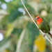 Red-throated Parrotfinch - Photo (c) Thierry Baboulenne, some rights reserved (CC BY-NC-ND)