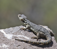 Pseudocordylus subviridis