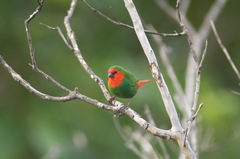 Red-Throated Parrotfinch photo 3