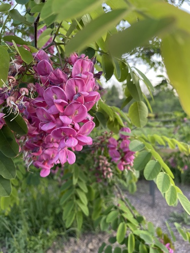 Robinia ×margaretta iNat (2)