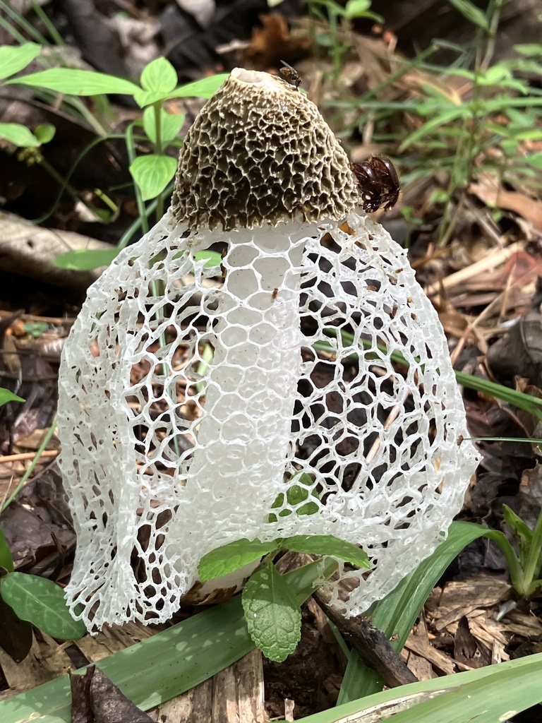 Phallus chiangmaiensis