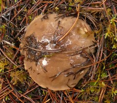 Suillus quiescens
