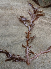 Desmarestia ligulata