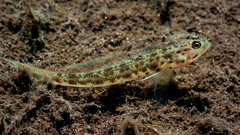 Ornate Shrimpgoby photo 1
