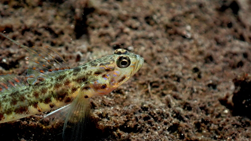 Vanderhorstia ornatissima observed 2022-05-15