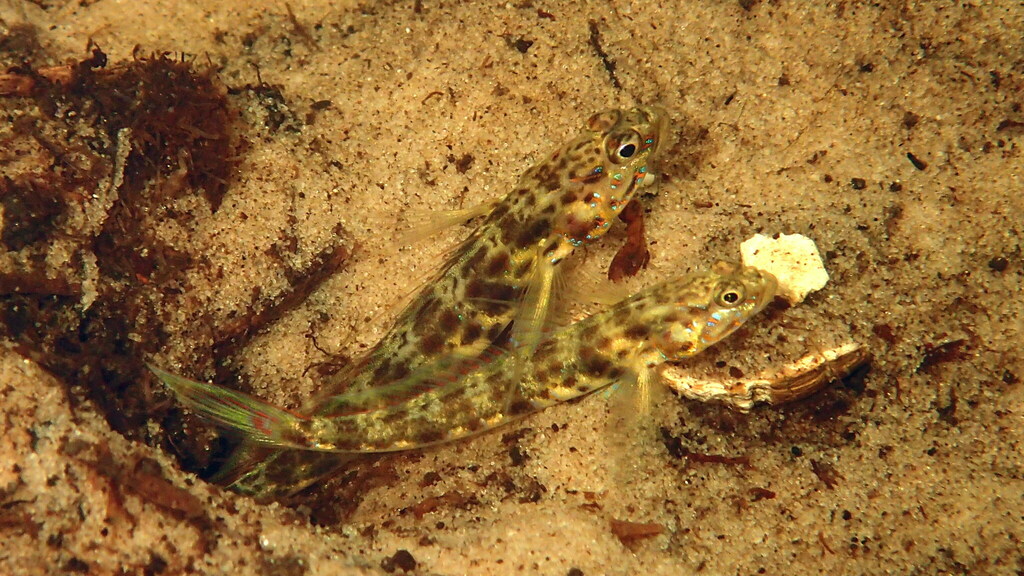 Ornate shrimpgoby (Vanderhorstia ornatissima) — Gobiidae