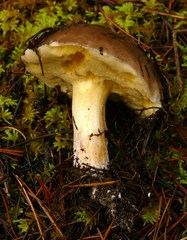 Suillus quiescens