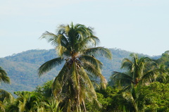 Chaetura