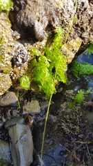 Ulva californica
