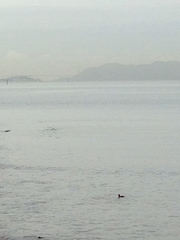 Melanitta perspicillata