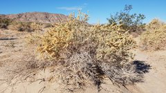 Atriplex canescens laciniata