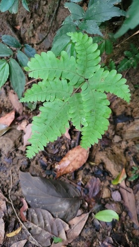Pteris kawabatae iNat (2)
