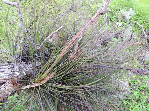 Image of Tillandsia juncea by no rights reserved