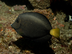 Spotted Tang photo 2