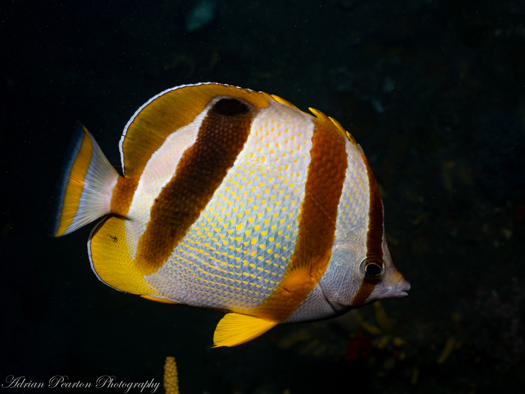 Doublesash Butterflyfish