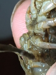 Procambarus capillatus