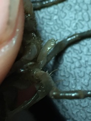 Procambarus capillatus