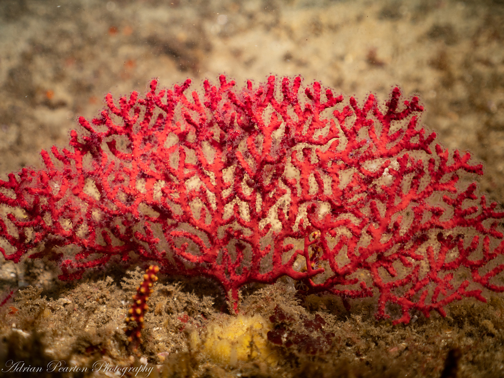 Leptogorgia gilchristi
