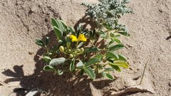 Cleomella obtusifolia