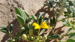 Cleomella obtusifolia