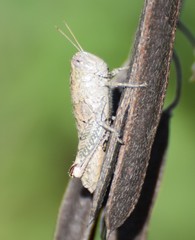 Phaulotettix