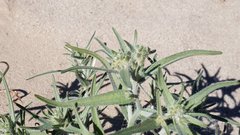 Johnstonella costata