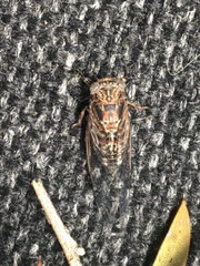 Myopsalta mackinlayi
