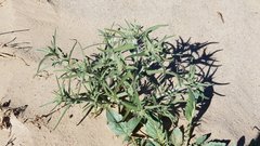 Johnstonella costata