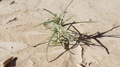 Johnstonella costata