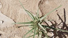 Johnstonella costata