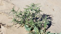 Johnstonella costata