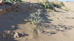 Johnstonella costata