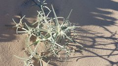 Johnstonella costata