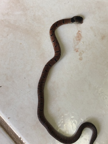 Pacific Banded Coffee Snake, Ninia maculata