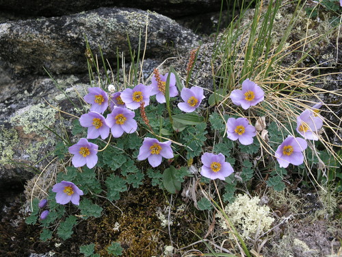 Paraquilegia microphylla, photograph 4