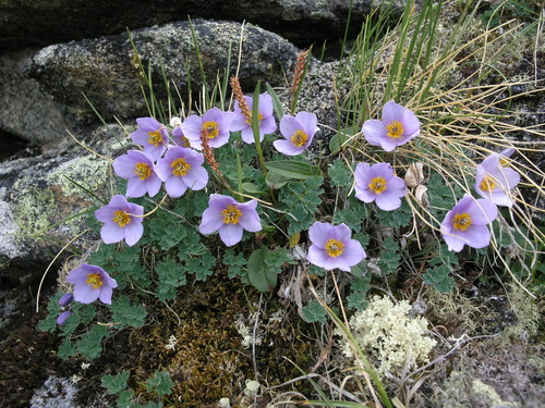 Paraquilegia microphylla, photograph 5