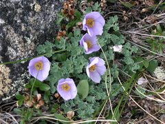 Paraquilegia microphylla, photograph Oleg Kosterin, CC BY, iNaturalist via GBIF