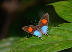 Drupadia ravindra