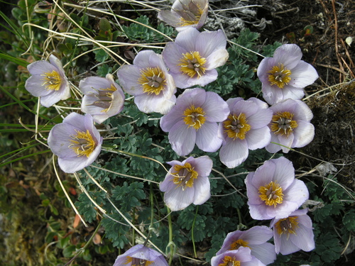 Paraquilegia microphylla, photograph 3