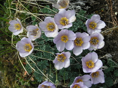 Paraquilegia microphylla, photograph Oleg Kosterin, CC BY, iNaturalist via GBIF