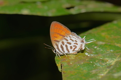 Drupadia ravindra