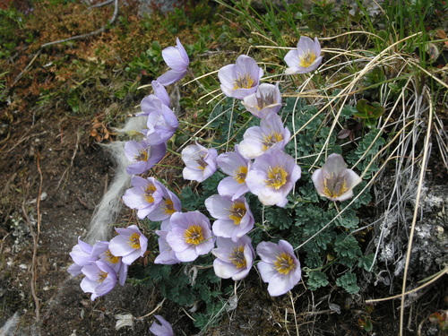 Paraquilegia microphylla