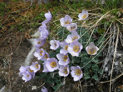 Paraquilegia microphylla